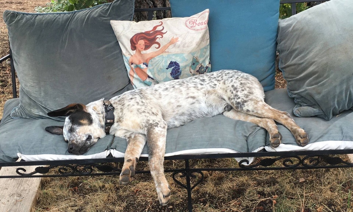 Weed House | Mountain Breeze - Pet Friendly Read Our Reviews