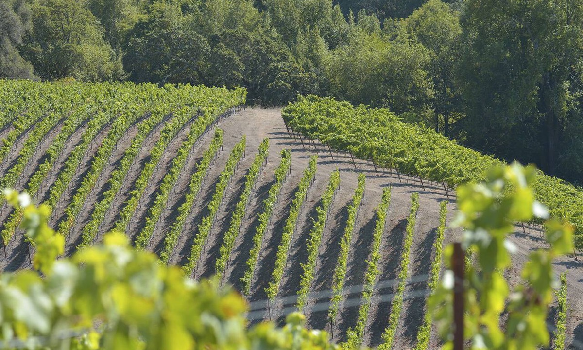 Santa Rosa Villa | Sonoma Mountain vineyard houe 30 minutes from Napa