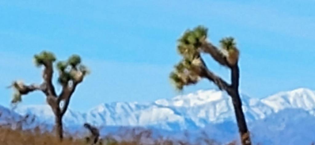 Joshua Tree Other | The Yurt at Tribal Camp