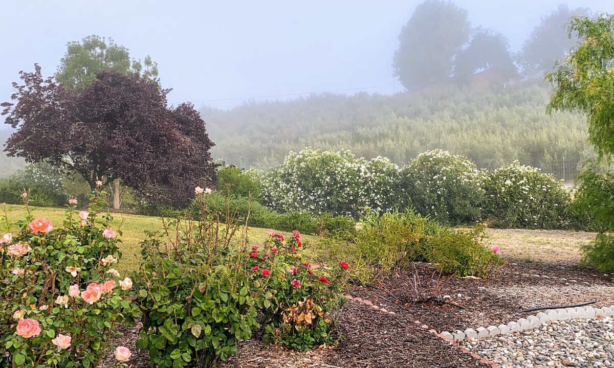 San Miguel House | Vista Vine Cottage-Vista Views of Olive Orchards and Vineyards for Miles!