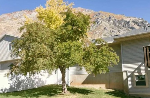 Springville Apartment | 2 Bedroom Basement Apartment in Springville