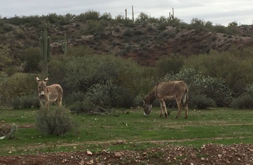 Anthem Apartment | A couples retreat, hiking trails, horse boarding available, Desert Hills.