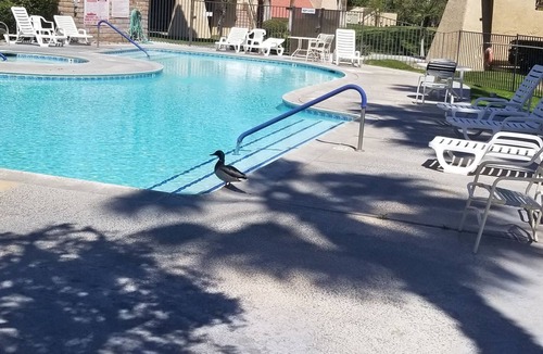 Racquet Club West Condo | Desert Retreat across from the famous Tram.