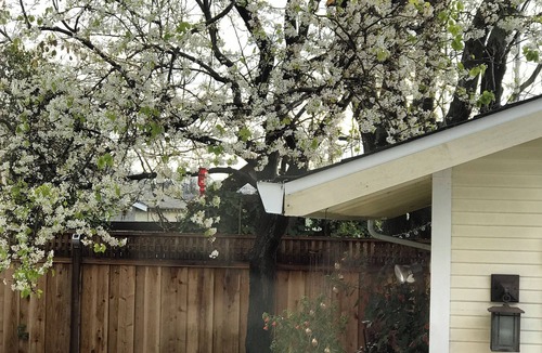 Rose Garden House | Quaint 3-bedroom house in sunny San Jose - Sleeps 8