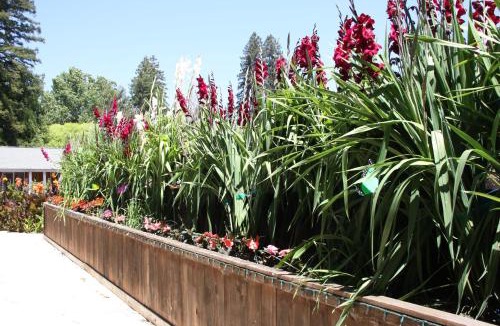 Guerneville Resort | The Woods Hotel - Gay LGBTQ Cabins