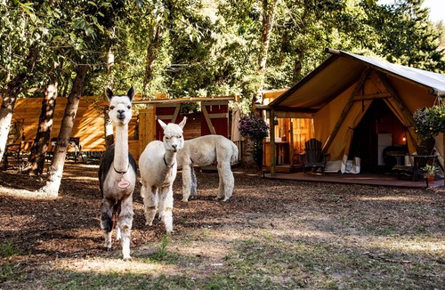 The Dalles RV Rental | Year-round glamping retreat on a 50-acre Oregon farm. Private hot tub on a spring-fed duck pond, safari-style tent w/AC, sleeps 3-4, hand-feed alpacas and ducks. 90 min from Portland.