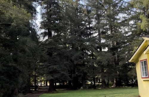 Crescent City Cottage | Yellow cottage in the woods- 5 min from beach!