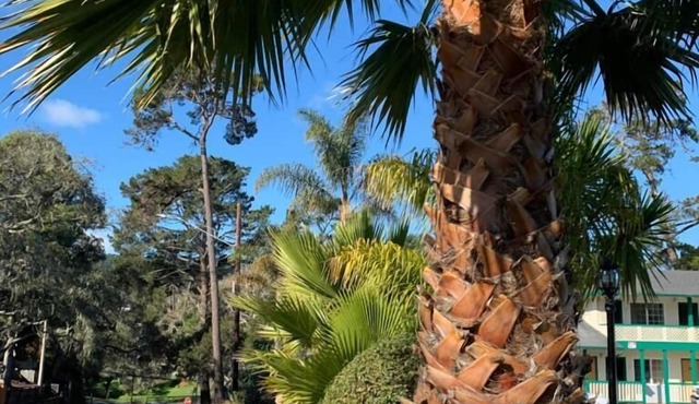 Monterey Pines Inn
