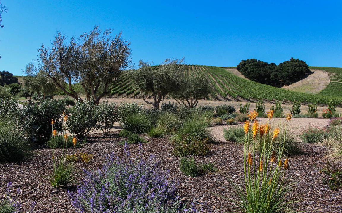 Photo of Outdoor in Cayucos