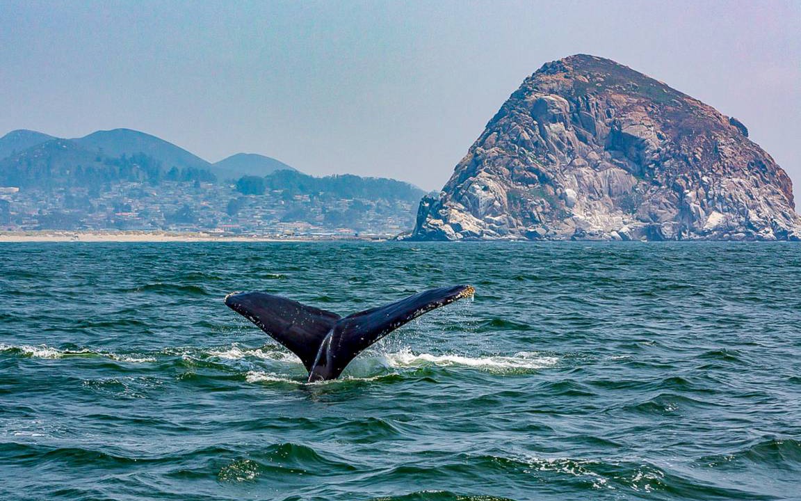 Photo of Others in Morro Bay