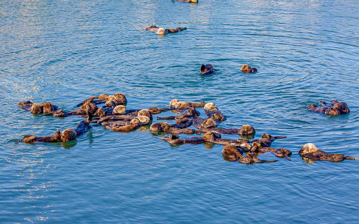 Photo of Others in Morro Bay