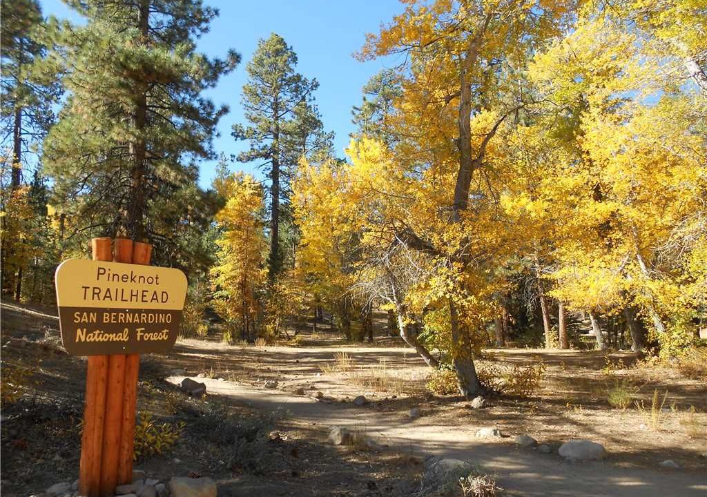 Photo of Others in Whispering Forest