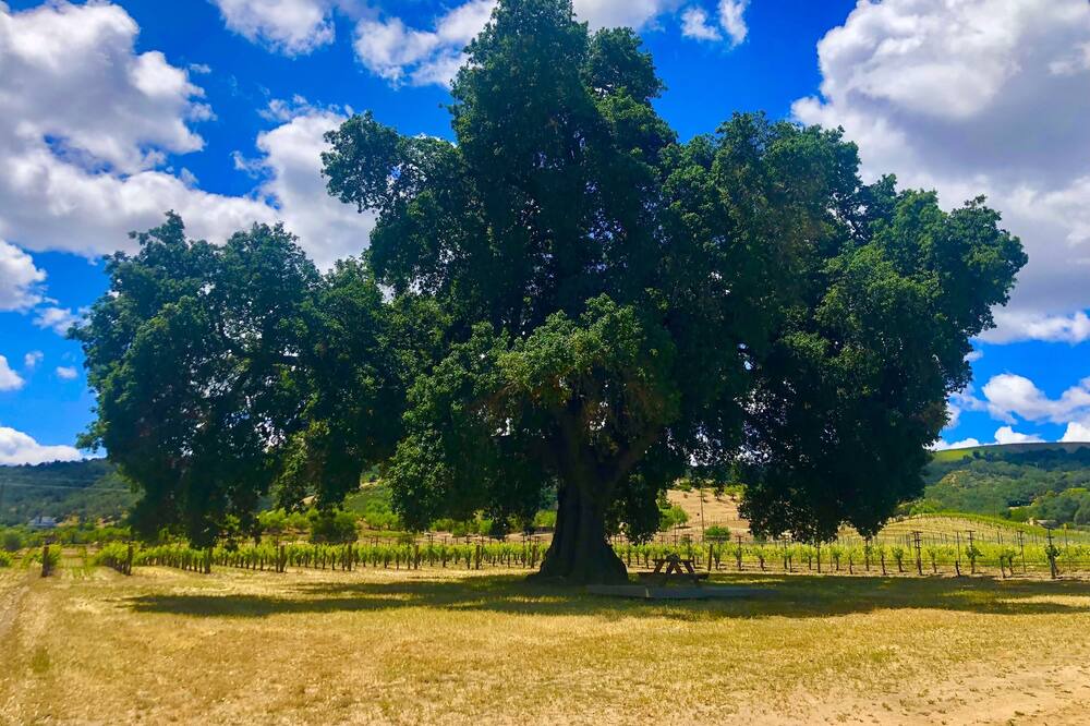 Photo of Others in Paso Robles