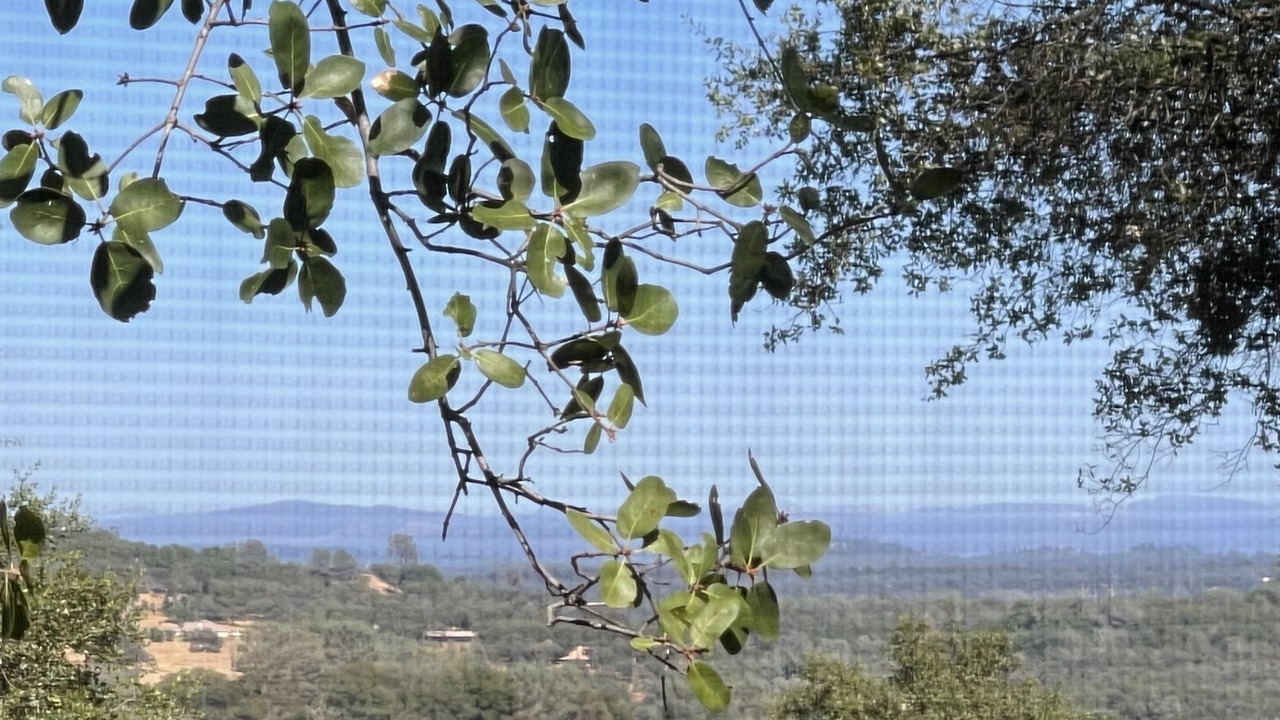 Photo of Others in Shingle Springs