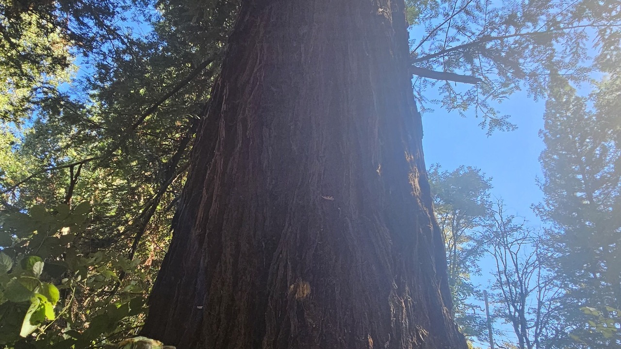 Photo of Outdoor in Potter Valley