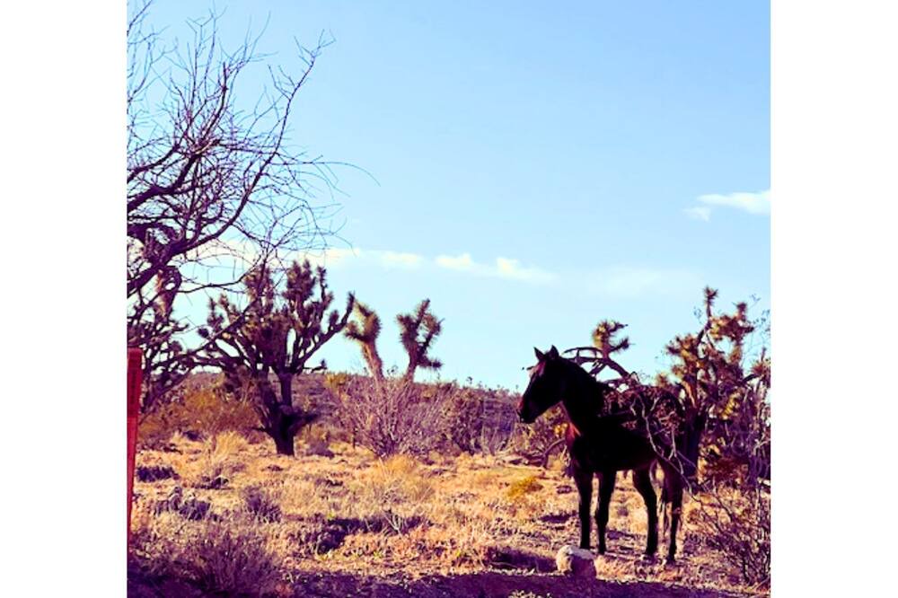 Photo of Outdoor in Meadview