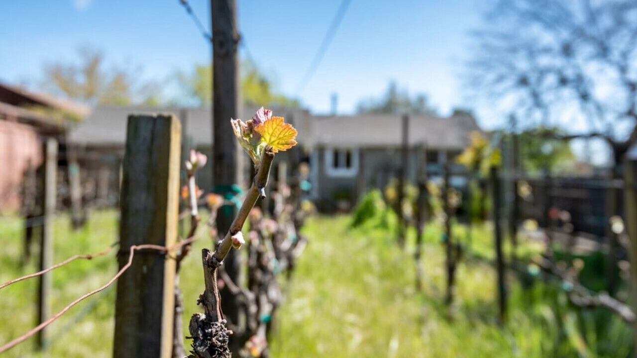 Photo of Outdoor in Sonoma