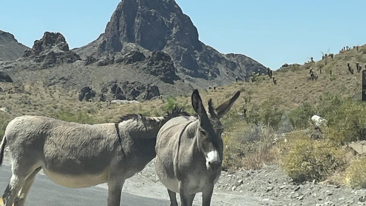 Photo of Others in Fort Mohave