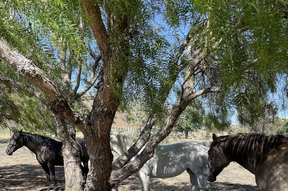 Photo of Outdoor in American Canyon