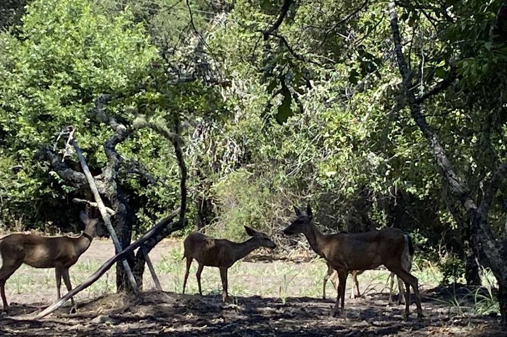 Photo of Outdoor in Los Gatos