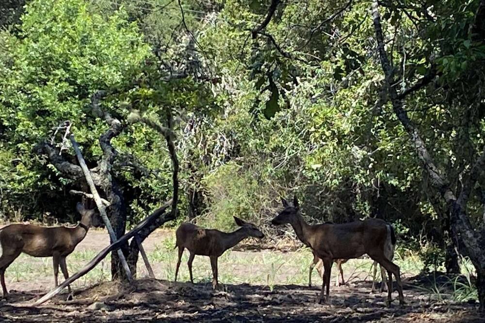 Photo of Others in Los Gatos
