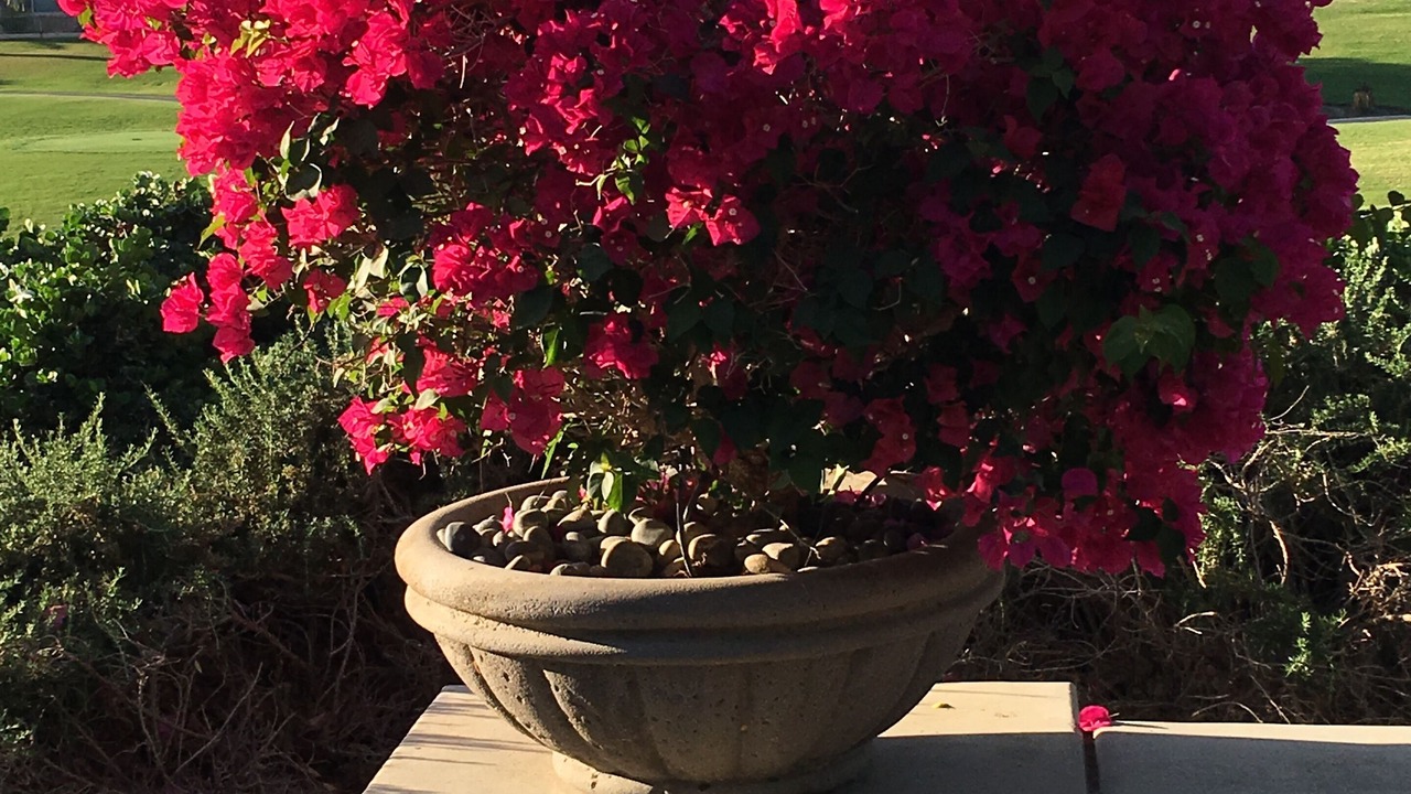 Photo of Outdoor in Indio