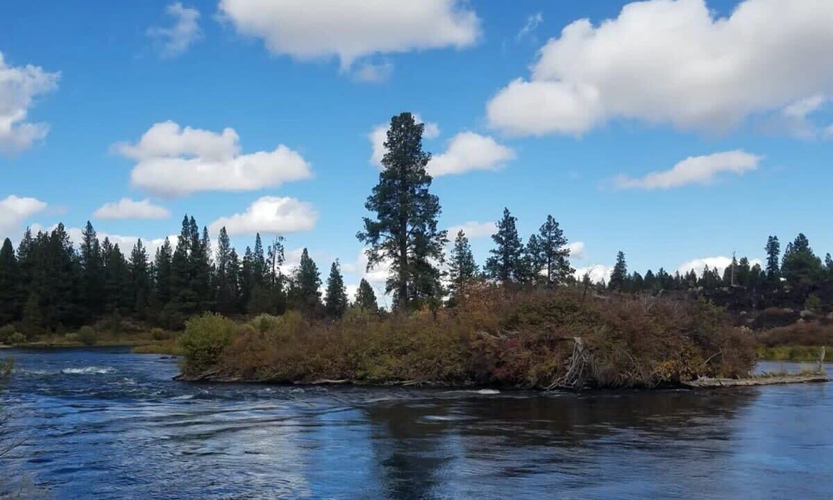 Photo of Others in Deschutes River Woods