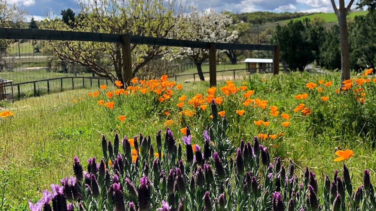 Photo of Outdoor in Paso Robles