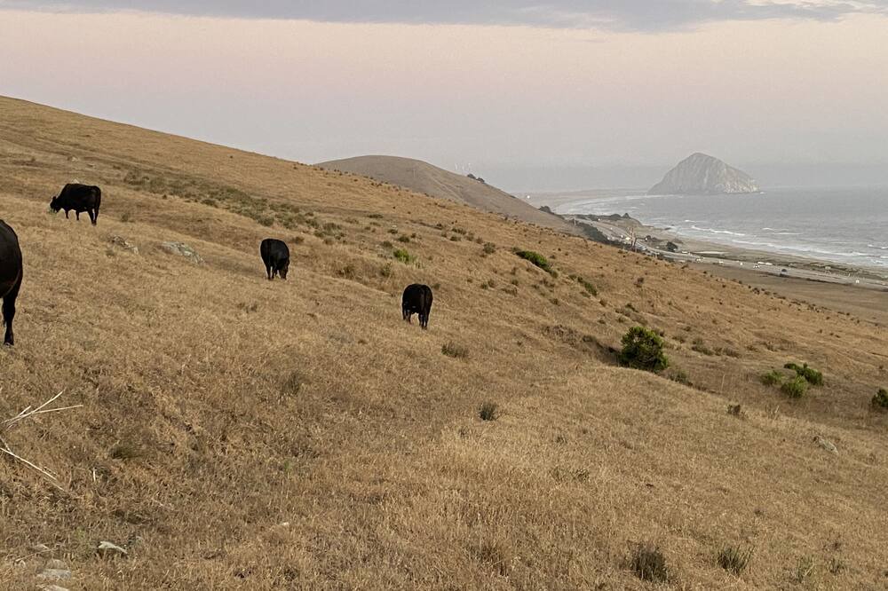 Photo of Others in Cayucos
