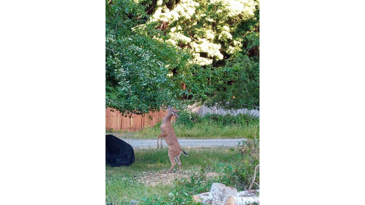 Photo of Outdoor in Carlotta