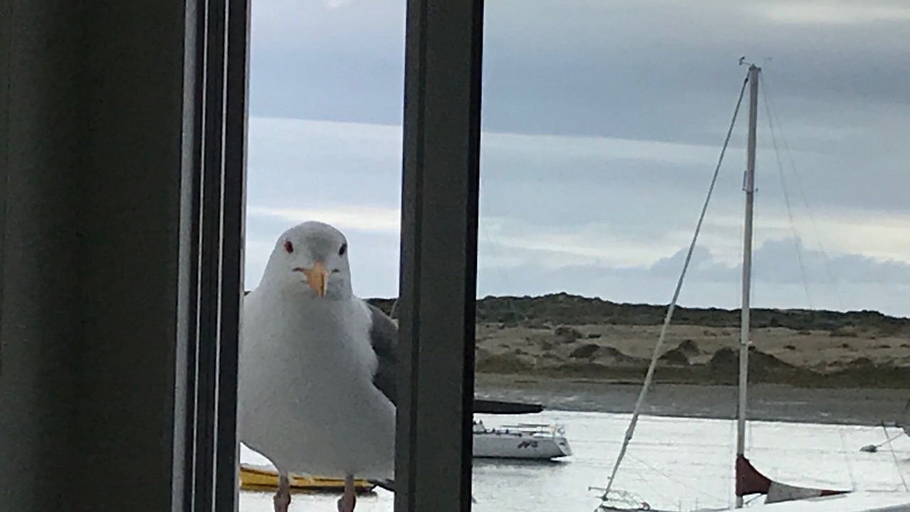 Photo of Others in Morro Bay