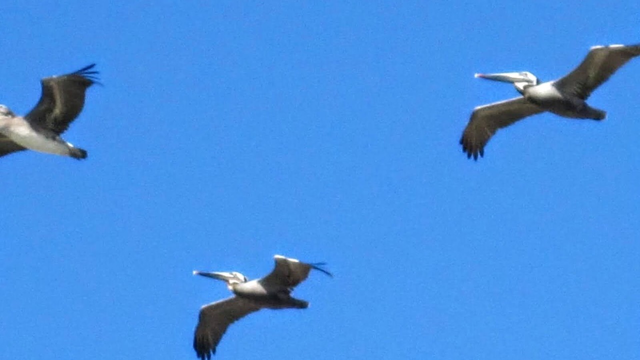 Photo of Others in Laguna Beach