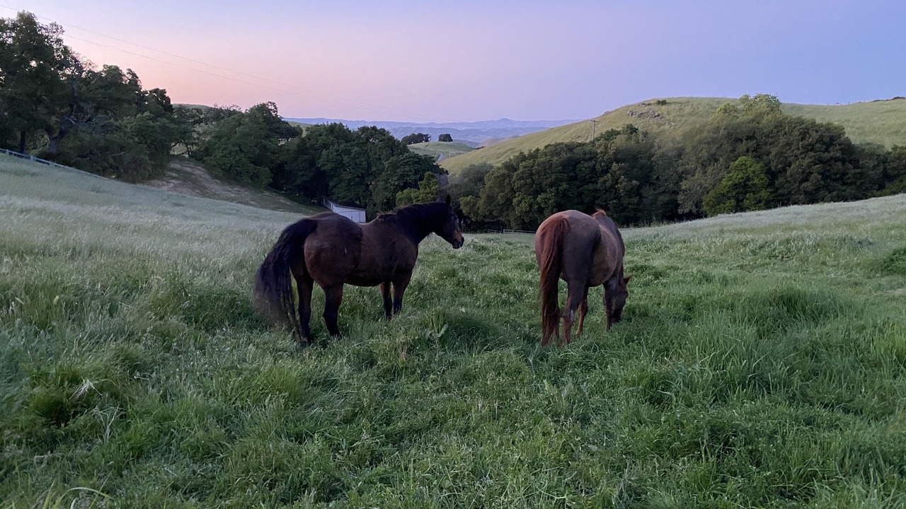 Photo of Outdoor in Mount Hamilton