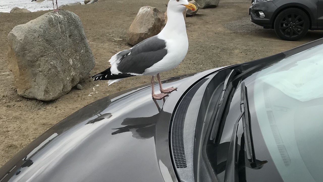 Photo of Others in Morro Bay