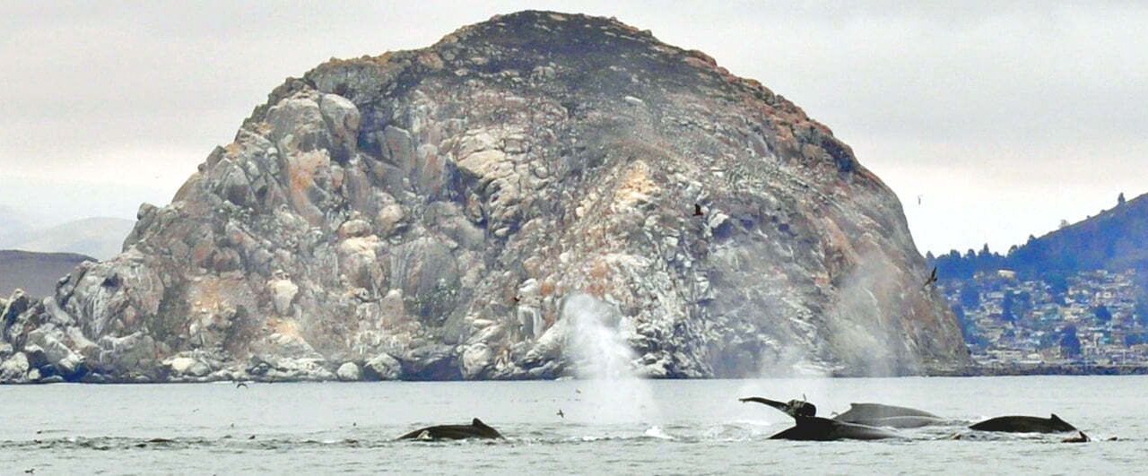 Photo of Others in Morro Bay