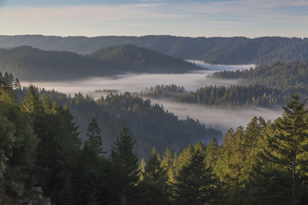 Photo of Others in Lagunitas-Forest Knolls