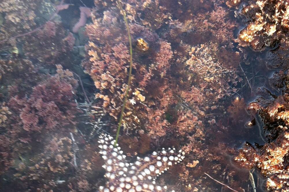 Photo of Others in Ocean Beach