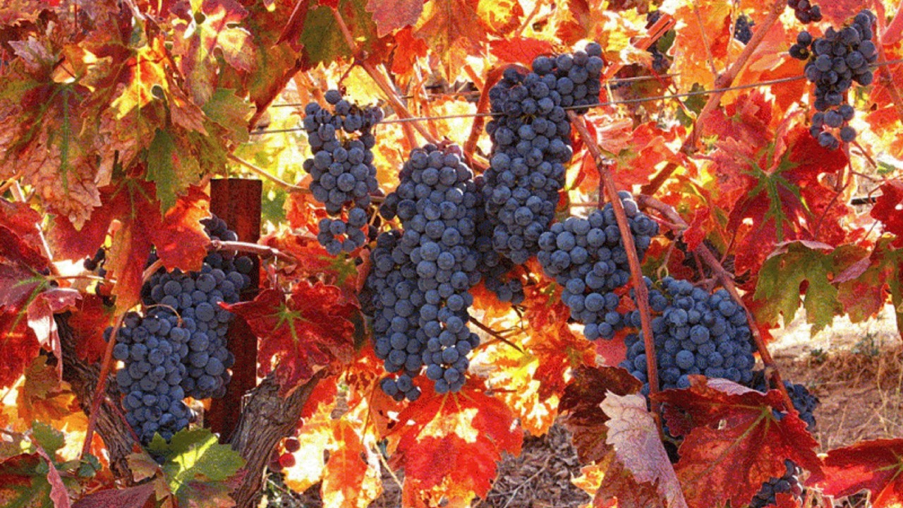 Photo of Outdoor in Paso Robles