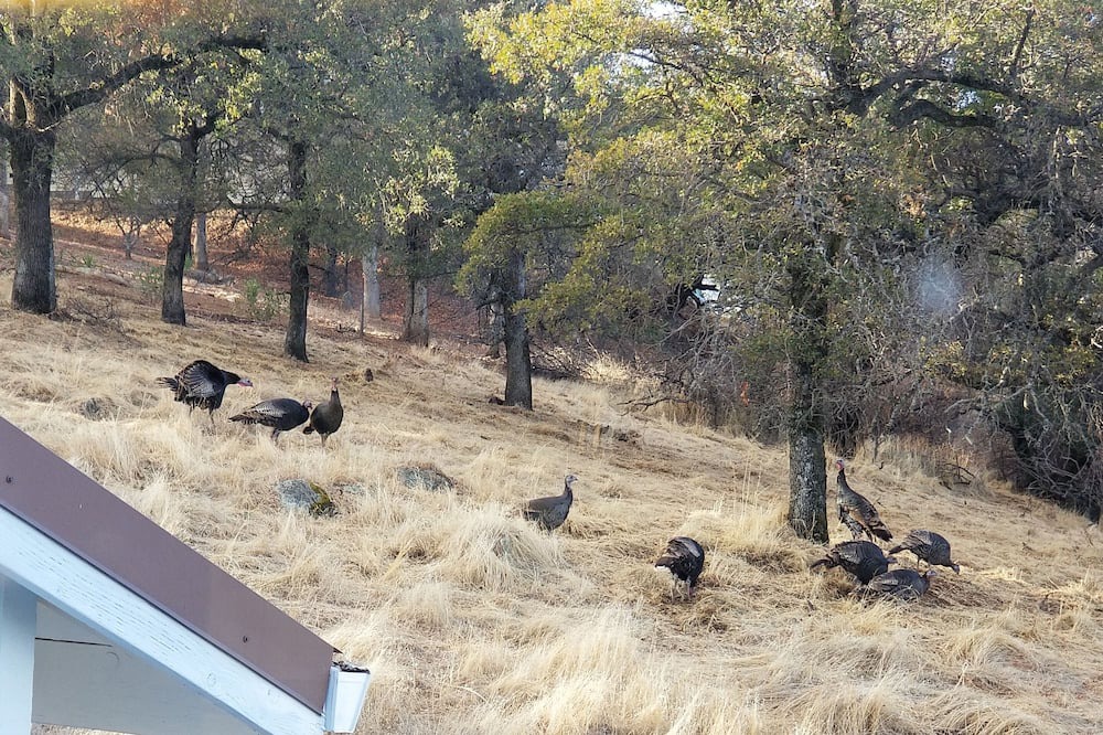 Photo of Others in Copperopolis