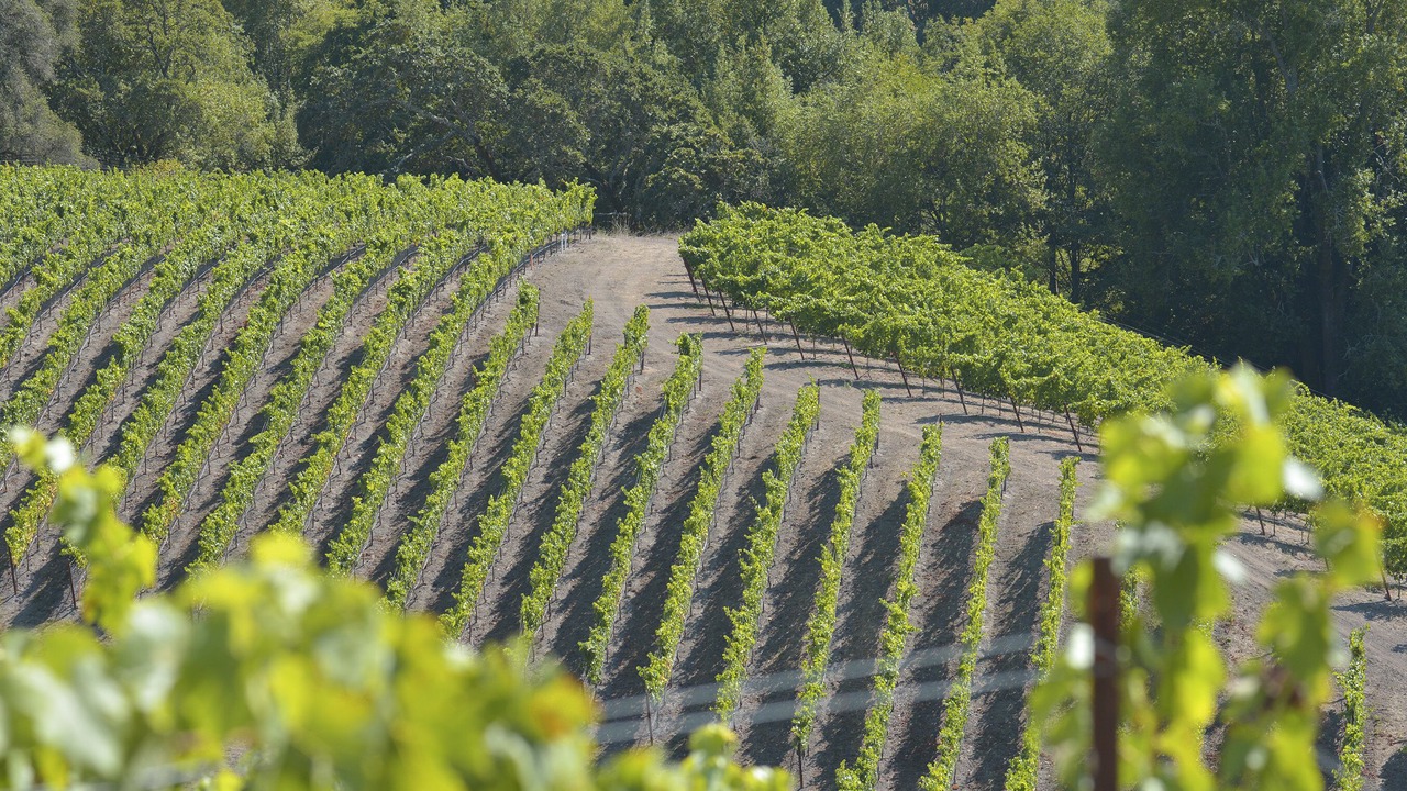 Photo of Outdoor in Santa Rosa