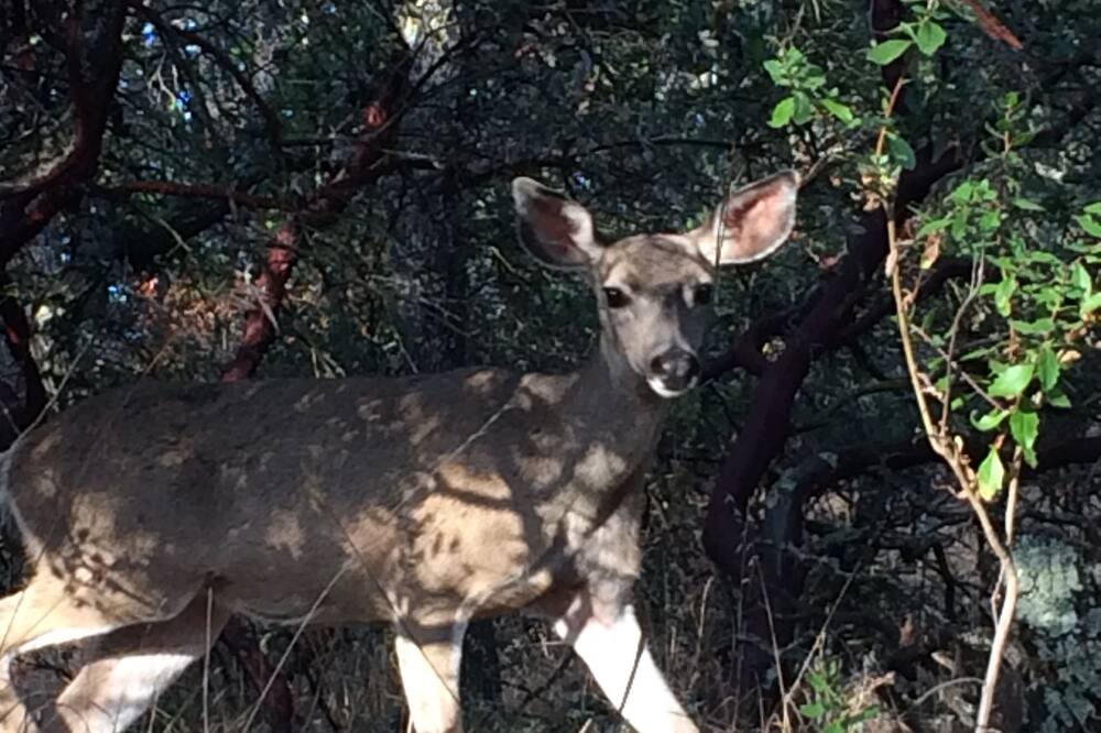 Photo of Others in Morgan Hill