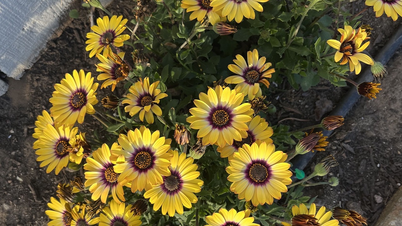 Photo of Outdoor in Grover Beach