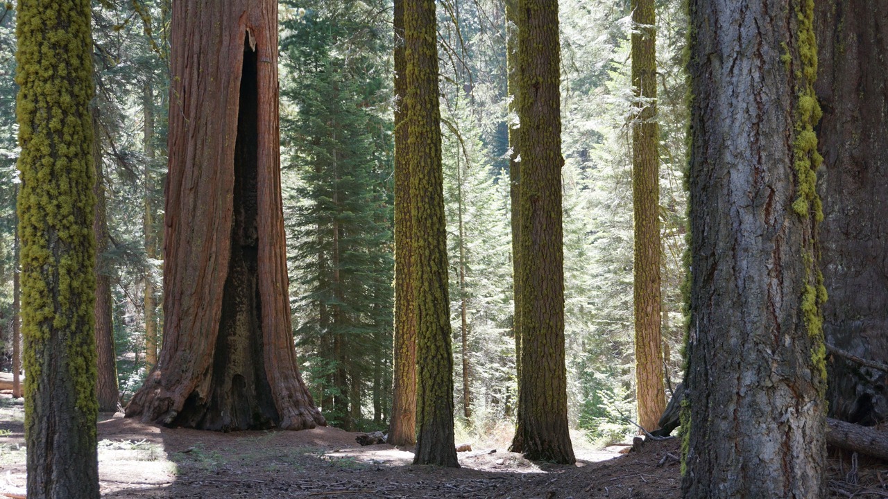 Photo of Others in Shaver Lake