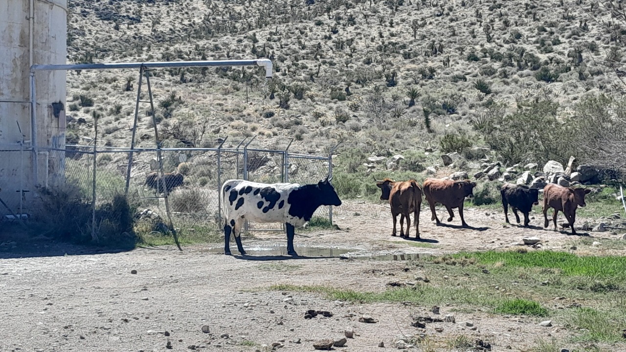 Photo of Others in Dolan Springs