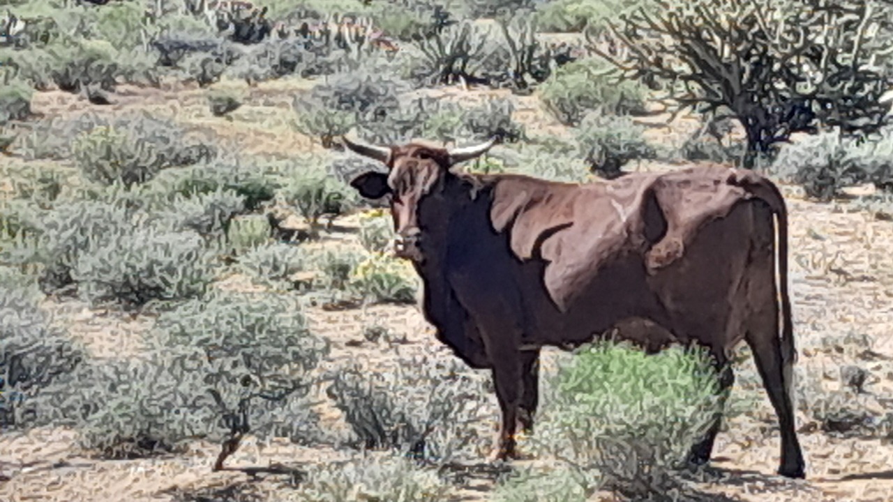Photo of Others in Dolan Springs