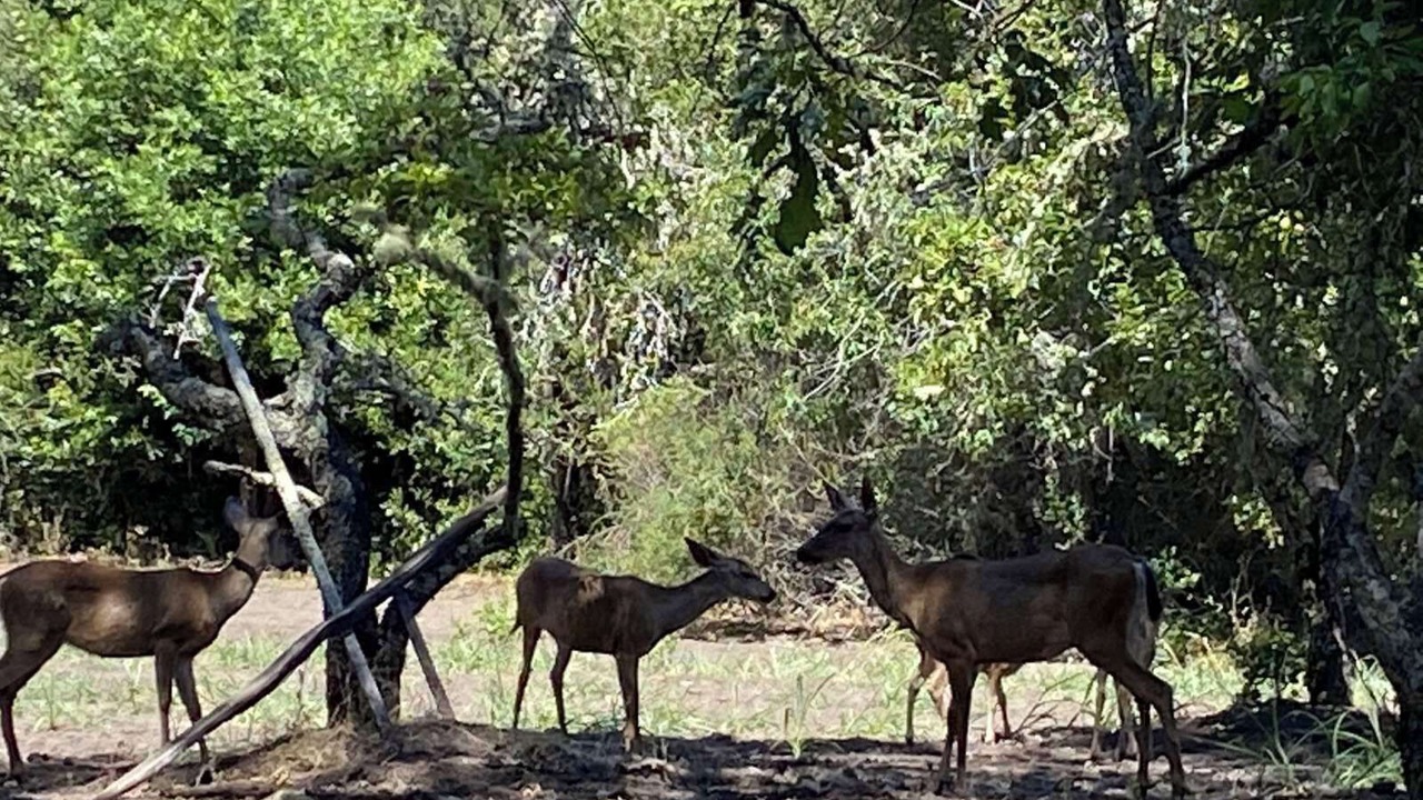 Photo of Others in Los Gatos