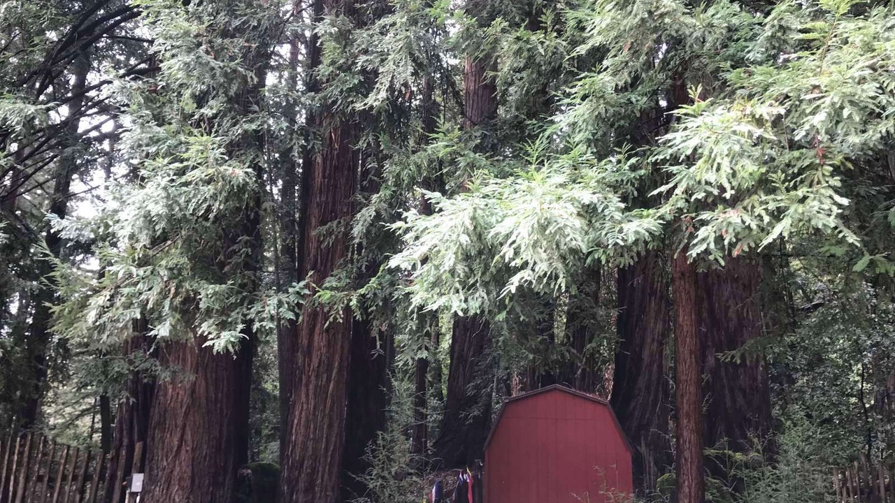 Photo of Others in Los Gatos