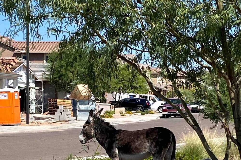 Photo of Outdoor in Rio Vista