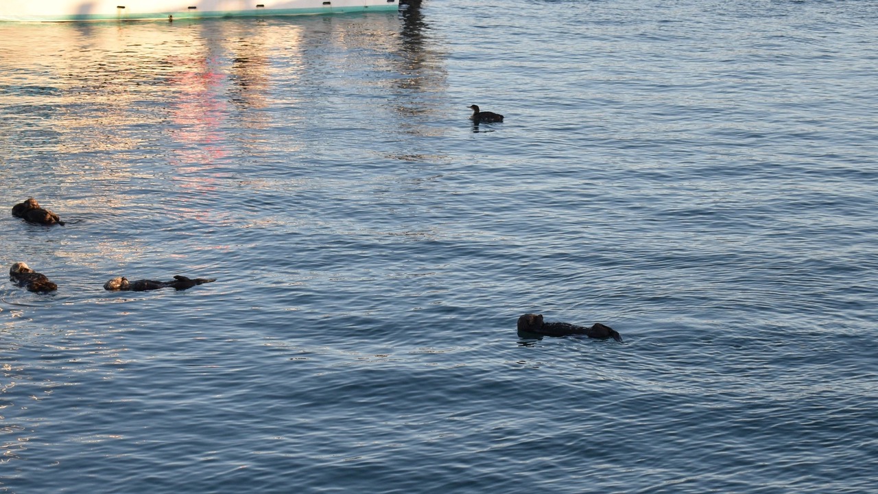 Photo of Others in Morro Bay
