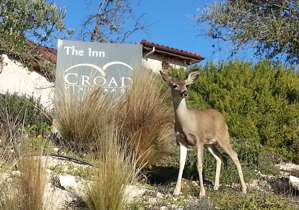 Photo of Outdoor in Paso Robles